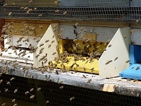 Bienenzuchtverein Oberdrauburg und Umgebung