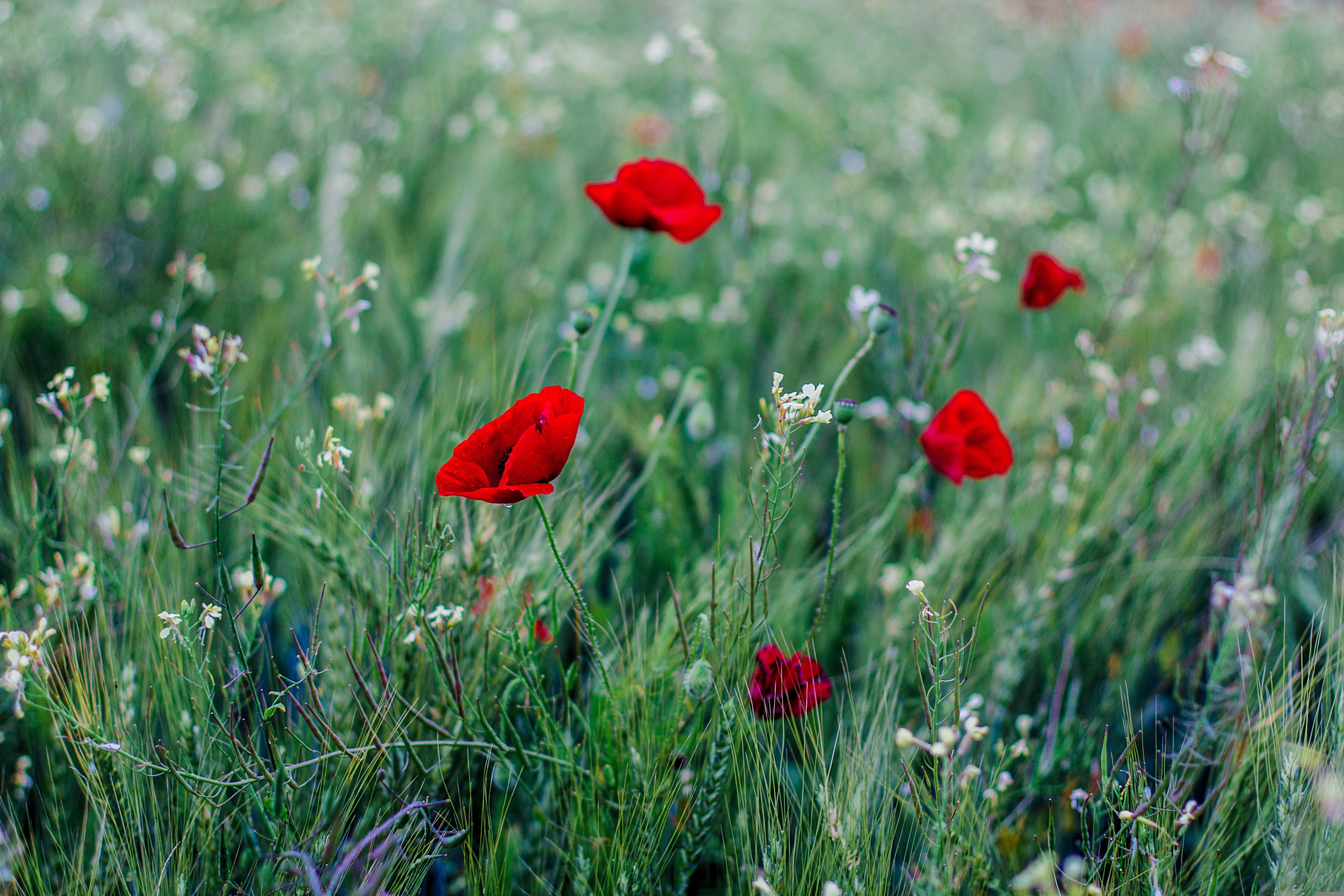 Mohnblumen
